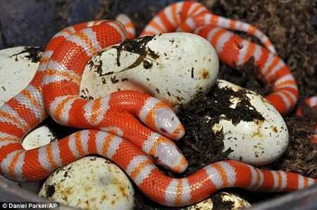 Clip: Rắn 2 đầu ẩn nấp rình mồi