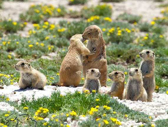 Clip: Kinh ngạc loài cầy nói chuyện như người