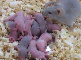 Thời sự 3/6: Khóc thét xem rượu bổ ngâm chuột sơ sinh