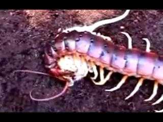 Clip: Rết khổng lồ hút máu chuột bạch
