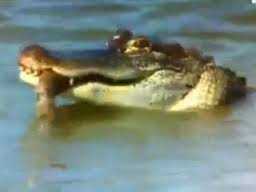 Clip: Cá sấu thản nhiên nhai rắn độc rau ráu