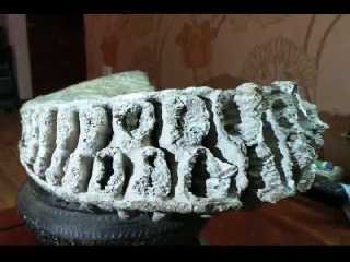 Thời sự 7/6: Tìm thấy bộ hàm voi ma mút hoá thạch ở HN?