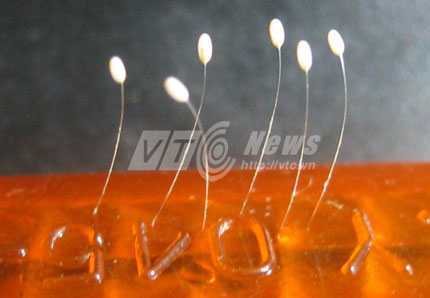 'Hoa 3.000 năm' mọc trên xi nhan xe máy