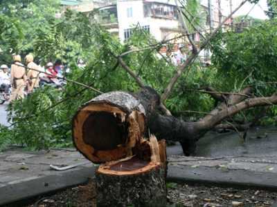 Bắt ba 'sưa tặc' lộng hành ở Hà Nội