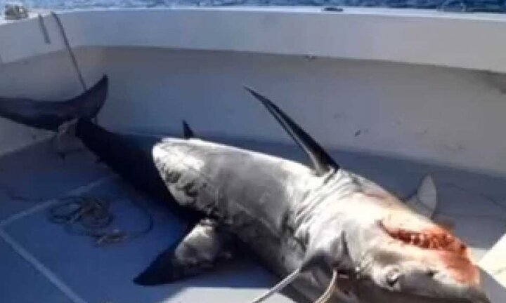Video, ảnh: Cá mập 'điên' phi thân lên thuyền ngư dân