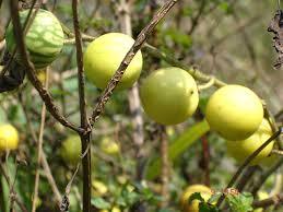 Ăn cà dại, gục ngay tại mâm cơm