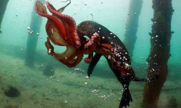 Clip: Sư tử biển, bạch tuộc ác chiến kinh hoàng