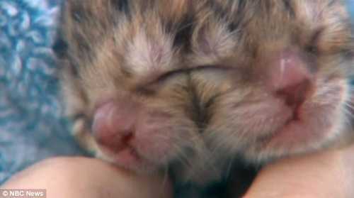 Clip: Tận thấy chú mèo 2 đầu 3 mắt ở Mỹ