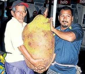 Clip: Sờ tận tay mít 50kg, dứa hình chim phụng