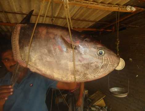 Bắt được 'cá lạ' hình vuông, không đuôi