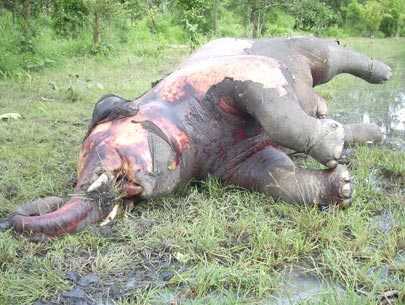 Clip: Sư tử, linh cẩu phối hợp giết voi rừng