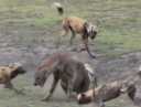 Clip: Bầy chó hoang điên cuồng cắn xé linh cẩu