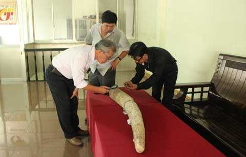 Xôn xao ngà voi hóa thạch giá 40 tỷ đồng