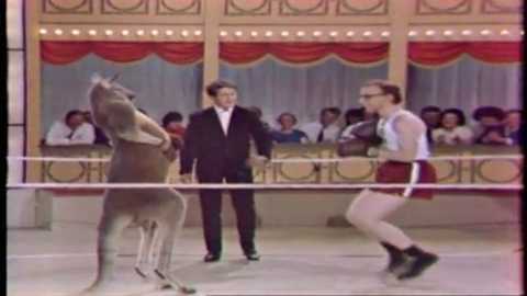 Clip: Không thể nhịn cười với màn đấm bốc cùng Kangaroo