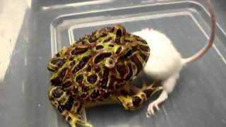 Clip: Ếch sừng xơi tái chuột bạch trong nháy mắt