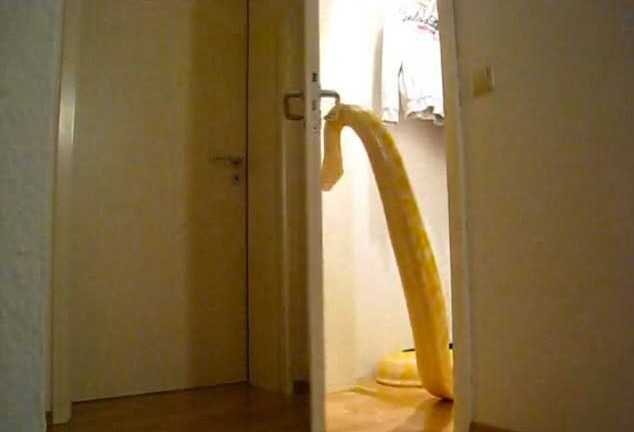 Kỳ lạ rắn bạch tạng 'khủng' biết tự mở cửa