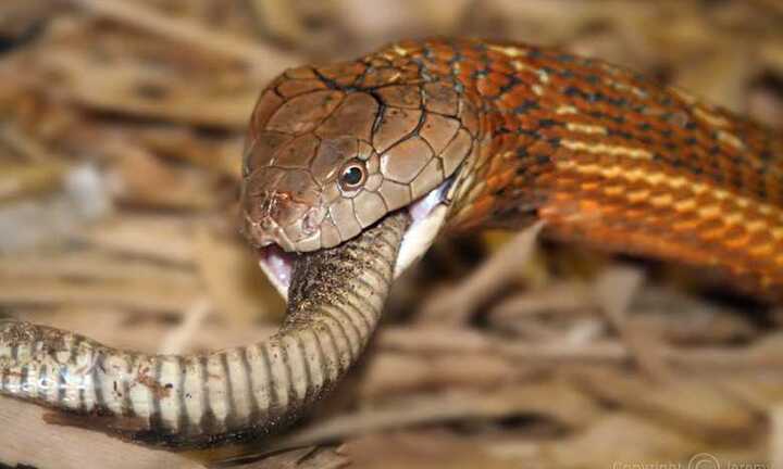 Xem hổ mang khổng lồ nuốt chửng rắn đuôi chuông