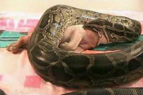 Clip: Vật lộn cứu chó thoát khỏi miệng trăn khổng lồ