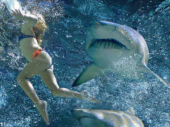 Hãi hùng khoảnh khắc động vật tấn công người