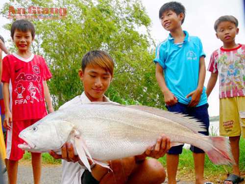 Bắt được cá sửu 'khủng' trên sông Hậu