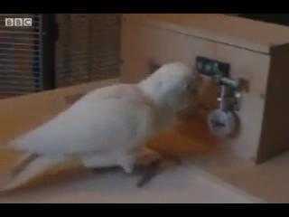 Xem tuyệt chiêu mở khoá thần kỳ của vẹt