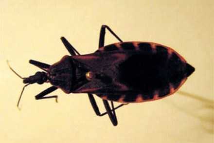 Phát hiện bọ xít hút máu người loại cực độc