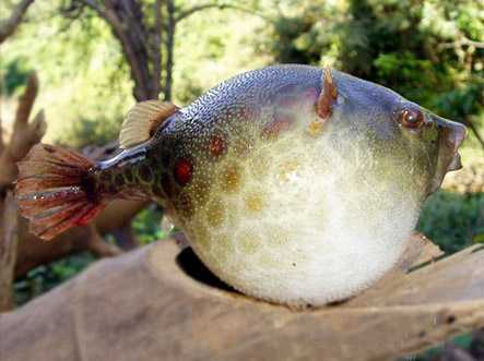 Clip: Vạch mặt 'sát thủ sông nước' ở Tiền Giang