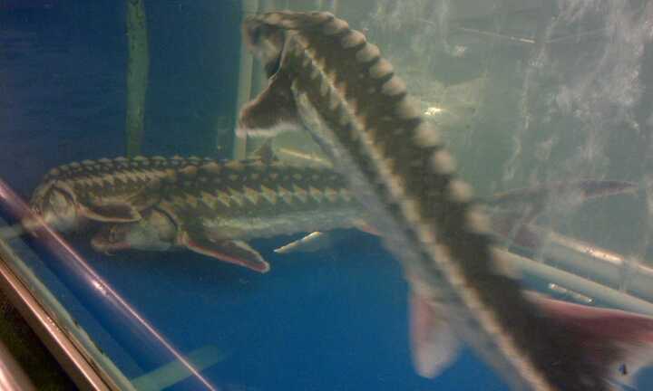 Cá tầm ở Metro có xuất xứ trong nước