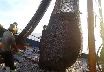 Hàng ngàn tàu giã cào tận diệt hải sản ven bờ