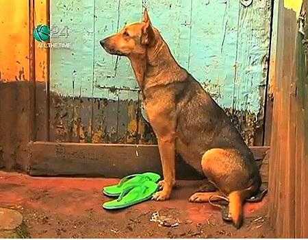 Cảm động chó chăm sóc 2 bé bị mẹ bỏ rơi