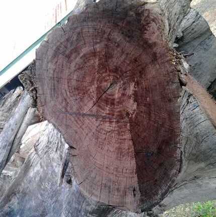 Chiêm ngưỡng gốc trắc giá gần 2 tỷ đồng