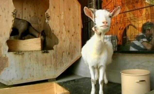 Đến thăm quán cà phê dê 'độc nhất vô nhị' thế giới