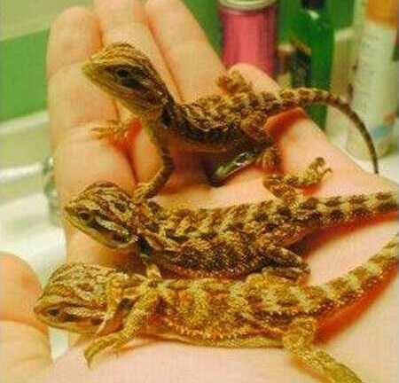 Rộ mốt nuôi thú cưng tí hon giá ngàn đô