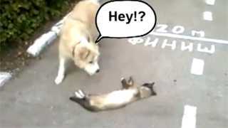 Cười nghiêng ngả cảnh mèo giả chết lừa chó