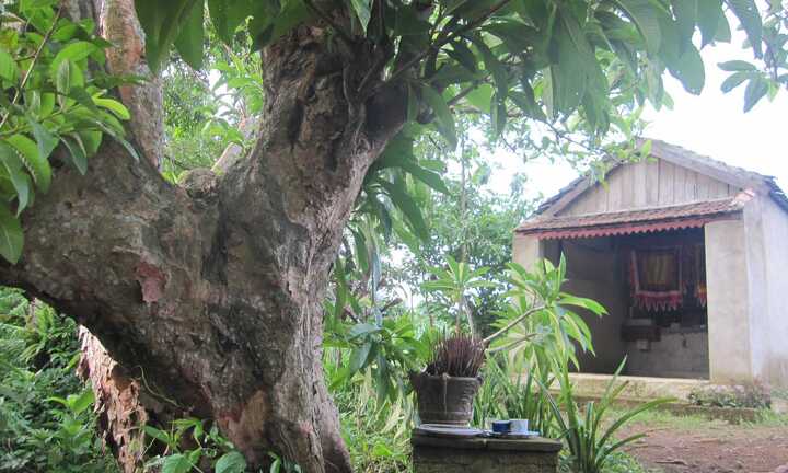 Bí ẩn miếu thờ thần hổ bên bờ suối Vó Ấm