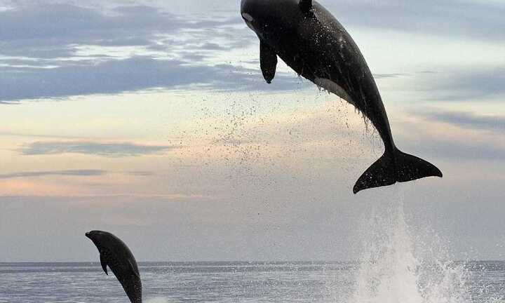 'Thủy quái' 8 tấn tung người đớp gọn mục tiêu