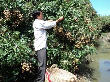 Hưng Yên: Hàng tấn nhãn chín mọng chìm trong nước lũ