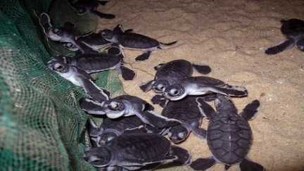 Cận cảnh ổ trứng rùa biển 'khủng' ở Quy Nhơn