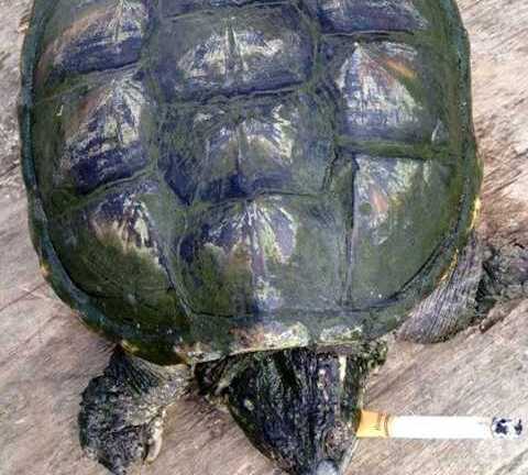 Clip: Rùa nghiện thuốc lá, hút 10 điếu mỗi ngày