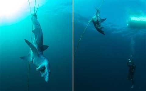 Clip: 'Sát thủ đại dương' bị hành xác đến chết