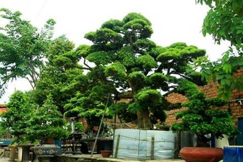 4 cây tùng giá 12 tỷ của đại gia Sài Gòn