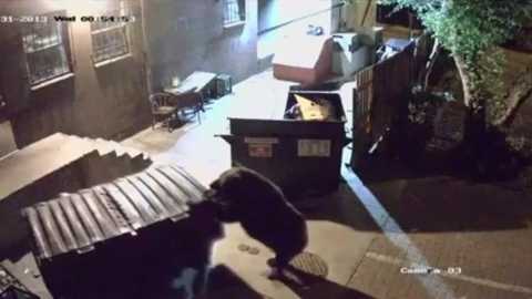 Clip: Gấu đói trộm xe thức ăn của nhà hàng