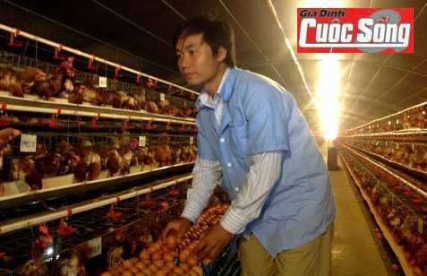 Kỳ lạ chuyện gà đẻ sòn sòn khi nghe nhạc giao hưởng