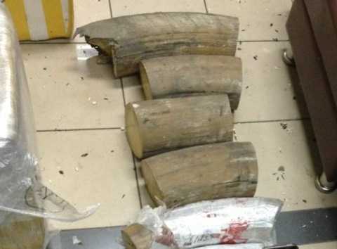 Hơn 50kg ngà voi đi máy bay từ Nga về Hà Nội
