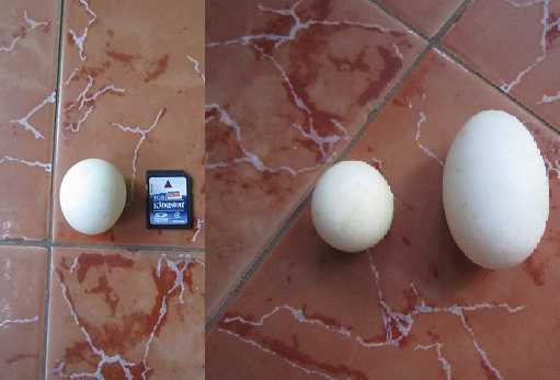 Ảnh: Kỳ lạ trứng gà, trứng vịt to bằng trứng cút