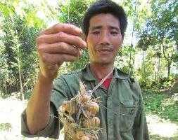 Kỳ thú như câu cua trinh nữ