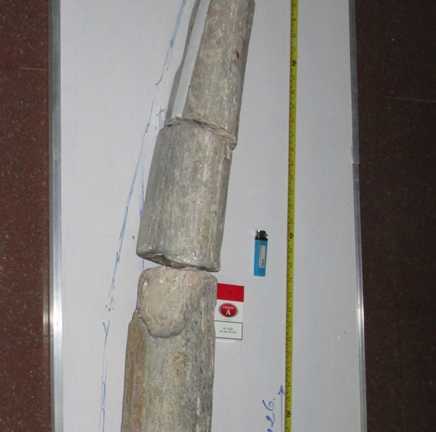 Chiêm ngưỡng ngà voi hoá thạch gần 20.000 năm