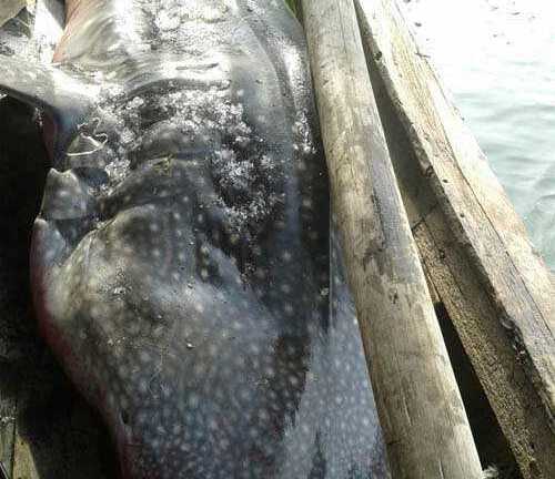 Cá voi nặng gần 800kg mắc lưới ngư dân