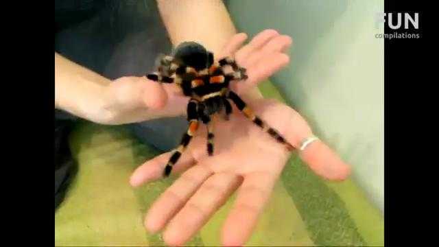 Clip: Thản nhiên chơi đùa với nhện độc khổng lồ