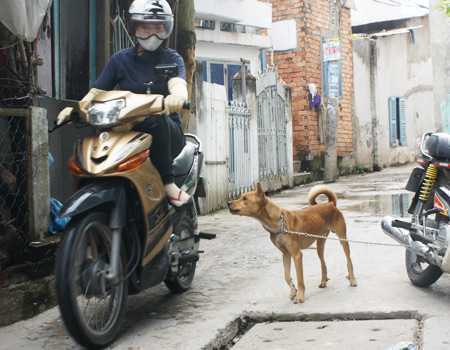 Một phụ nữ bị chó hàng xóm cắn nát mặt